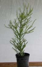 14" PENCIL CACTUS PLANT