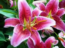Oriental Lily Bulbs (Spring-Planted) - "Stargazer" #4