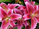 Oriental Lily Bulbs Stargazer