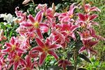 Oriental Lily Bulbs (Spring-Planted) - "Stargazer" #4